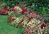 Geschwungenes Sommerblumenbeet: Begonia semperflorens (Eisbegonien, Gottesaugen), Dianthus chinensis (Nelken) und Impatiens walleriana (Fleissige Lieschen)