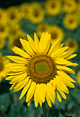 Helianthus annuus (sunflower)