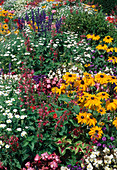 Buntes Sommerblumenbeet: Rudbeckia hirta (Sonnenhut), Salvia (Prachtsalbei, Mehlsalbei), Argyranthemum (Margeriten)