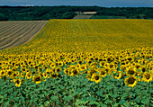 Field with Helianthus annuus (sunflowers)