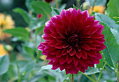 Dahlia 'Purple Joy' (dahlia)