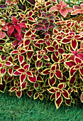 Solenostemon scutellarioides syn Coleus blumei (Buntnessel) bunt gemischt im Beet