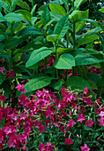 Nicotiana 'Domino Red' (Ziertabak), N. tabacum (Tabak)