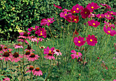 Echinacea purpurea (red coneflower) and Cosmos bipinnatus (jewel basket)