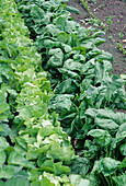 Salad, lettuce and spinach in rows