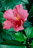Hibiscus rosa-sinensis (Roseneibisch)