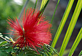 Calliandra tweedii (flame bush)