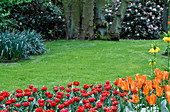 Garden with tulips