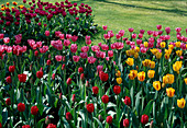 Tulipa (tulips)