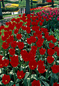 Tulipa 'Apeldoorn' (Tulpen) , Darwin-Hybriden