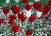 Tulipa (lilienblütige Tulpen)