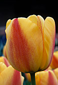 Tulip