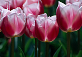 Tulipa 'Blanda' Tulips