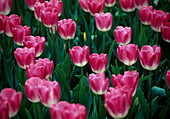 Tulipa 'Rosario' (Tulpen) Pink mit weißem Schlund