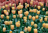 Tulipa 'Apricot Beauty' (tulips)