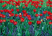 Tulipa 'Elisabeth Arden' (Tulpen)