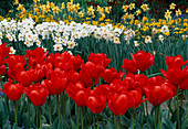 Tulipa 'Diplomate'Red tulips, Narcissus daffodils at the back