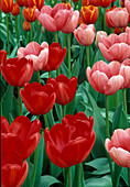 Tulipa (Tulpen) rot und rosa gemischt