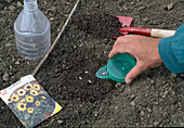 Sowing sunflowers