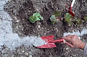 Wood ash around freshly planted lettuce (Lactuca) to keep pests away