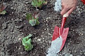 Wood ash around freshly planted lettuce (lactuca) to deter pests