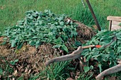 Brennessel (Urtica) sind gut für den Kompost, vor der Blüte schneiden, Handsichel, Schubkarre
