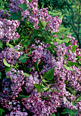 Syringa vulgaris (Flieder)