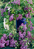 Syringa (Lilac)