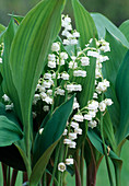 Convallaria