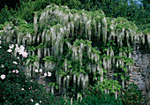 Wisteria sinensis 'Alba' (Chinese Wisteria)