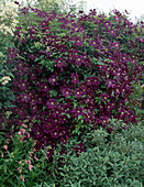 Clematis viticella 'Etoile Violette' (Waldrebe)