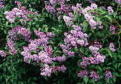 Syringa vulgaris (Lilac)