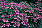 Hydrangea serrata 'Koreana'