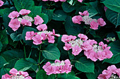 Hydrangea macrophylla 'Teller Rosa' (Plate Pink)