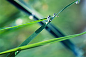 Grass blade with water drop