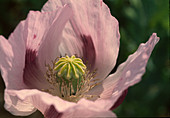 Papaver somniferum opium poppy