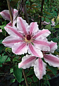Clematis 'Nelly Moser' (Clematis)