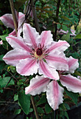 Clematis 'Nelly Moser' (Waldrebe)