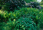 Shadow garden with rhododendron, lunaria and ferns