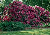 Rhododendron