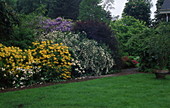 Rhododendron, Viburnum, Cotinus, Wisteria