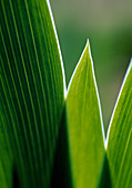 Blatt-Struktur von Iris barbata (Schwertlilie)