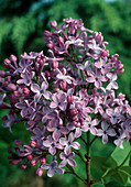 Syringa (Lilac)