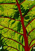 Blatt von Mangold (Beta vulgaris) mit roten Blattadern