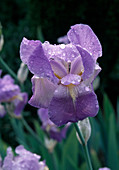 Iris pallida (Bleiche Schwertlilie)