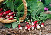 Radish 'Flamboyant' (Raphanus)