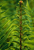 Fern