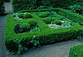 Formal garden: Buxus (boxwood) as square border for square beds with Hosta (funcias) and box balls