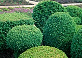 Buxus sempervirens (Box), round form and angular cutting