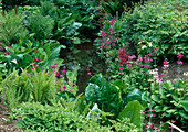 Stream with bank planting: Primula Bullesiana hybrids (tiered primula), ferns and large leaves of Lysichiton (false calla)